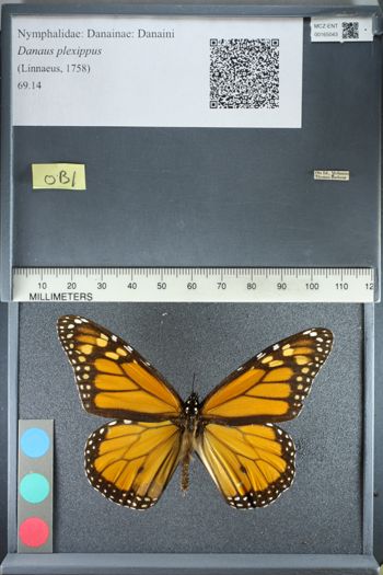 Media type: image;   Entomology 165043
